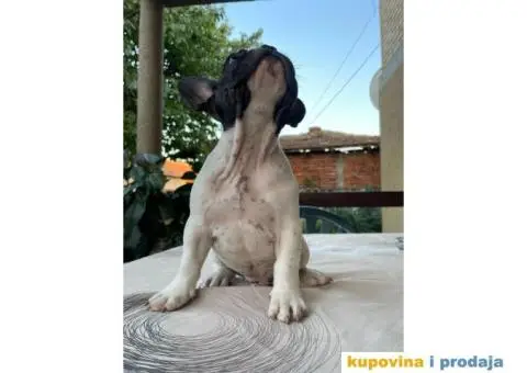 Francuski buldog štenci - 4/5