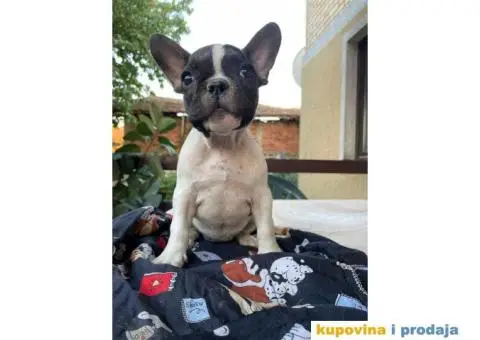Francuski buldog štenci - 5/5