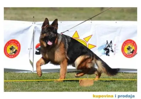 Vrhunski štenci Nemačkog ovčara - 1/4