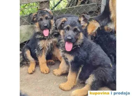 Vrhunski štenci Nemačkog ovčara - 2/4