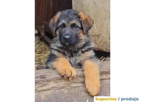 Vrhunski štenci Nemačkog ovčara - 3/4
