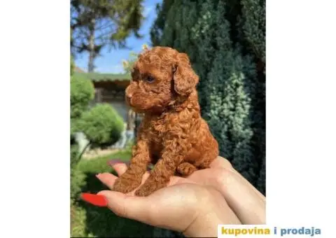 Crvene toy PUDLE  oba pola, sa kompletnom dokumentacijom - 1/8