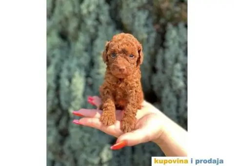 Crvene toy PUDLE  oba pola, sa kompletnom dokumentacijom - 2/8