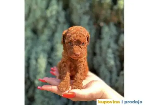 Crvene toy PUDLE  oba pola, sa kompletnom dokumentacijom - 3/8