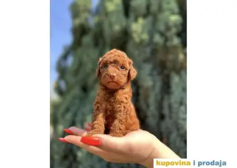 Crvene toy PUDLE  oba pola, sa kompletnom dokumentacijom - 4/8