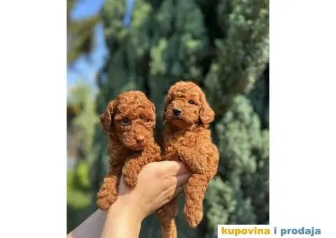 Crvene toy PUDLE  oba pola, sa kompletnom dokumentacijom - 5/8