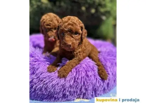 Crvene toy PUDLE  oba pola, sa kompletnom dokumentacijom - 6/8