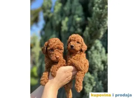 Crvene toy PUDLE  oba pola, sa kompletnom dokumentacijom - 7/8