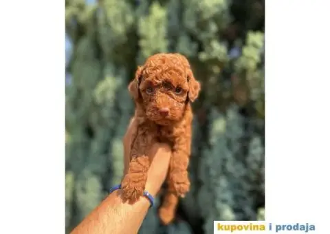 Crvene toy PUDLE  oba pola, sa kompletnom dokumentacijom - 8/8