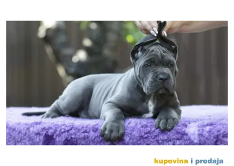 Cane Corso Kane Korso štenci PREPORUKA - 1/13