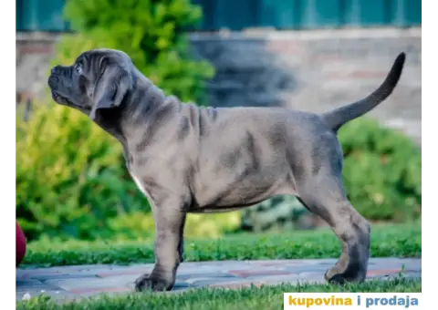 Cane Corso Kane Korso štenci PREPORUKA - 3/13