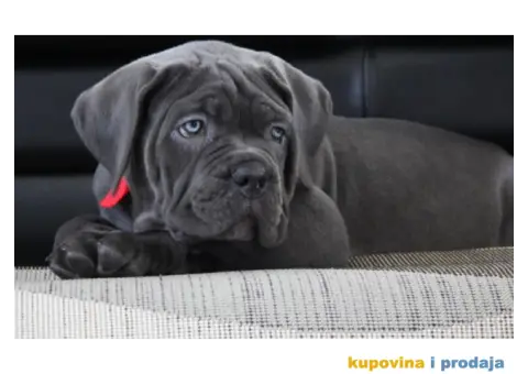 Cane Corso Kane Korso štenci PREPORUKA - 4/13
