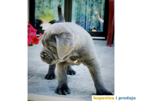 Cane Corso Kane Korso štenci PREPORUKA - 5/13