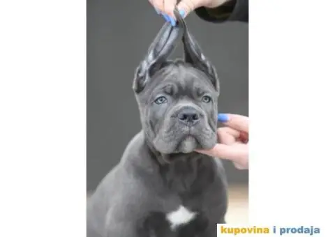 Cane Corso Kane Korso štenci PREPORUKA - 6/13
