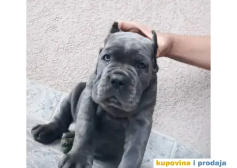Cane Corso Kane Korso štenci PREPORUKA - 8/13
