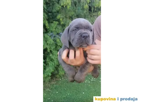 Cane Corso Kane Korso štenci PREPORUKA - 9/13