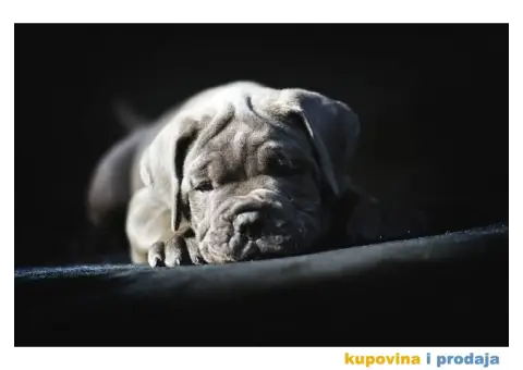 Cane Corso Kane Korso štenci PREPORUKA - 10/13