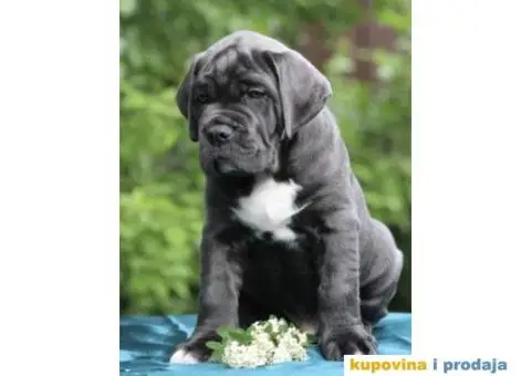 Cane Corso Kane Korso štenci PREPORUKA - 11/13