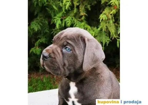 Cane Corso Kane Korso štenci PREPORUKA - 12/13