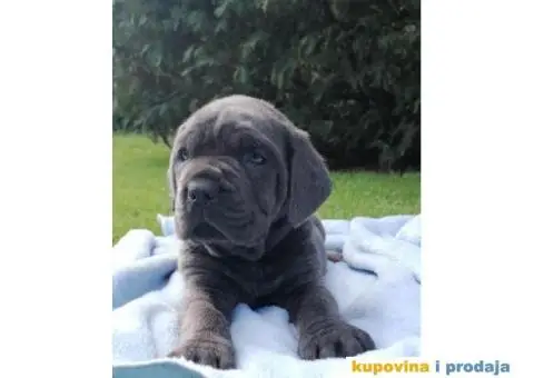 Cane Corso Kane Korso štenci PREPORUKA - 13/13