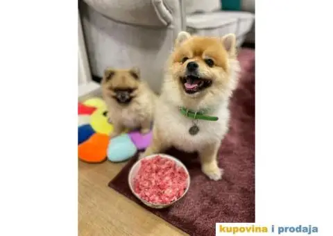 Mlevena piletina za pse