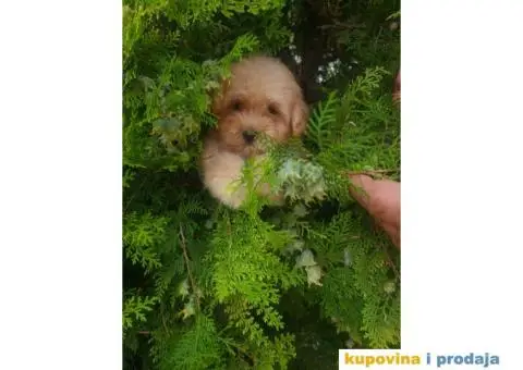 Maltipoo štenci - 1/4