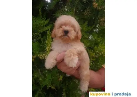 Maltipoo štenci - 2/4