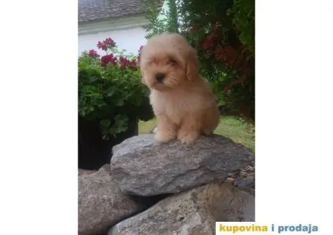 Maltipoo štenci - 3/4