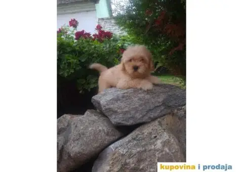 Maltipoo štenci - 4/4