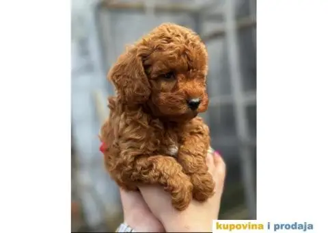 U ponudi crvene toy pudle oba pola - 2/6