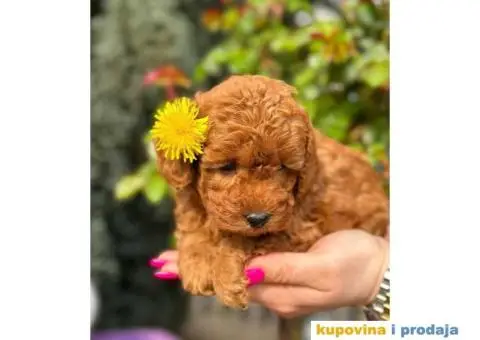 U ponudi crvene toy pudle oba pola - 4/6