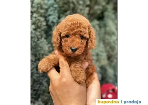 U ponudi crvene toy pudle oba pola - 6/6