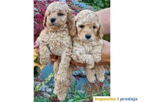 Preslatke toy pudle crvene i aprikot spremne su za preuzimanje - 1/3