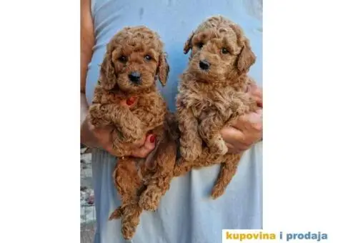 Preslatke toy pudle crvene i aprikot spremne su za preuzimanje - 2/3