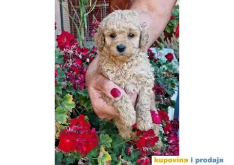 Preslatke toy pudle crvene i aprikot spremne su za preuzimanje - 3/3