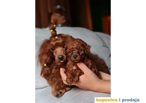 Štenci Crvene toy pudle vrhunskog kvaliteta, čip, pasoš - 1/11