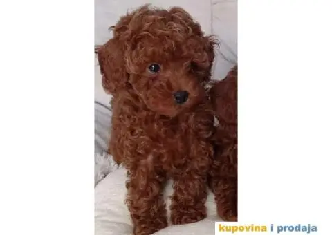 Štenci Crvene toy pudle vrhunskog kvaliteta, čip, pasoš - 2/11