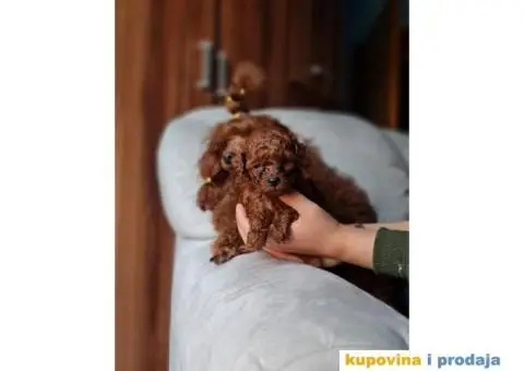 Štenci Crvene toy pudle vrhunskog kvaliteta, čip, pasoš - 3/11