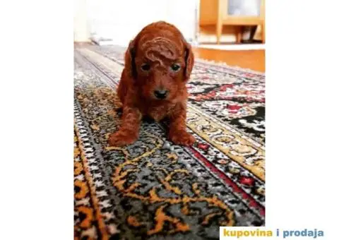 Štenci Crvene toy pudle vrhunskog kvaliteta, čip, pasoš - 4/11