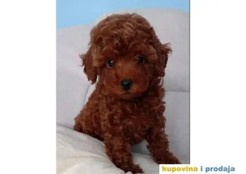 Štenci Crvene toy pudle vrhunskog kvaliteta, čip, pasoš - 5/11