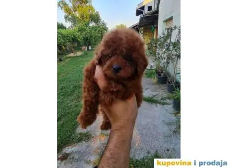 Štenci Crvene toy pudle vrhunskog kvaliteta, čip, pasoš - 6/11