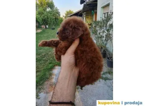 Štenci Crvene toy pudle vrhunskog kvaliteta, čip, pasoš - 7/11