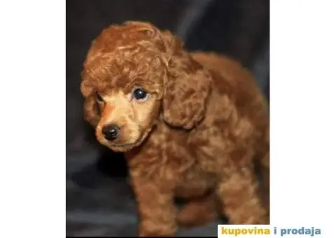 Štenci Crvene toy pudle vrhunskog kvaliteta, čip, pasoš - 8/11
