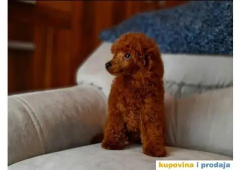 Štenci Crvene toy pudle vrhunskog kvaliteta, čip, pasoš - 9/11