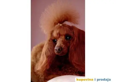 Štenci Crvene toy pudle vrhunskog kvaliteta, čip, pasoš - 10/11