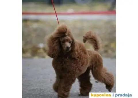 Štenci Crvene toy pudle vrhunskog kvaliteta, čip, pasoš - 11/11