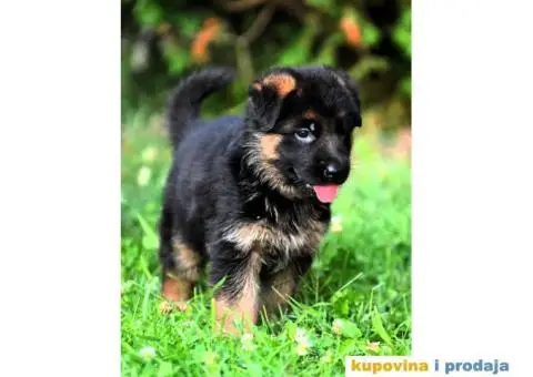 Nemački ovčar štenci - 1/5