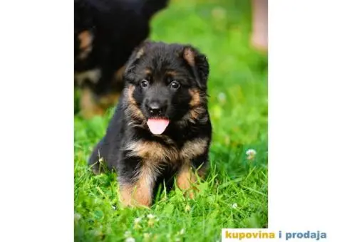 Nemački ovčar štenci - 2/5