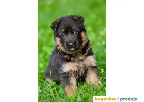 Nemački ovčar štenci - 3/5