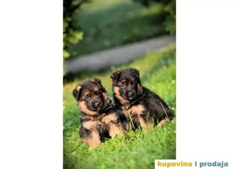 Nemački ovčar štenci - 4/5